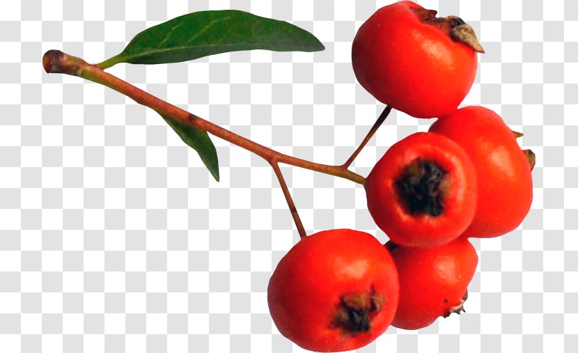 Barbados Cherry Image Fruit Drawing - Rosa Canina - Red Mulberry tree Transparent PNG