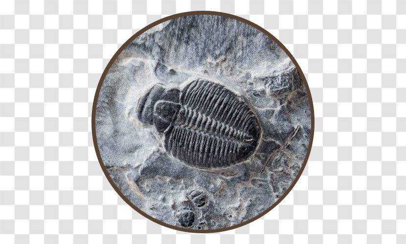 Fossil Shark Tooth Artifact Mammoth Trilobite - Fossils Transparent PNG