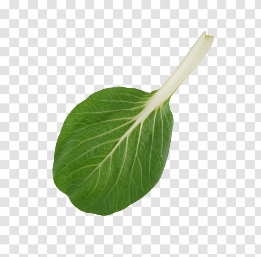 Leaf Vegetable Plant Stem - Bok Choy Transparent PNG