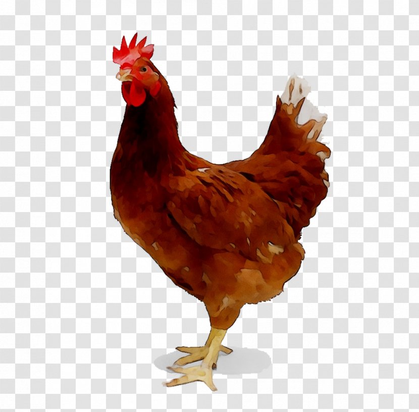 Chicken As Food Broiler Poultry Farming - Bird - Rooster Transparent PNG