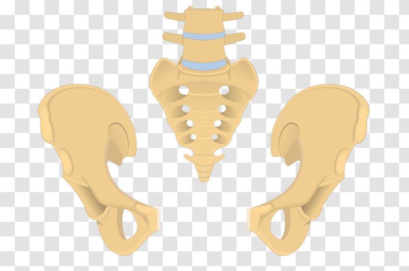 Bone Pelvis Coccyx Anatomy Sacrum - Silhouette Transparent PNG