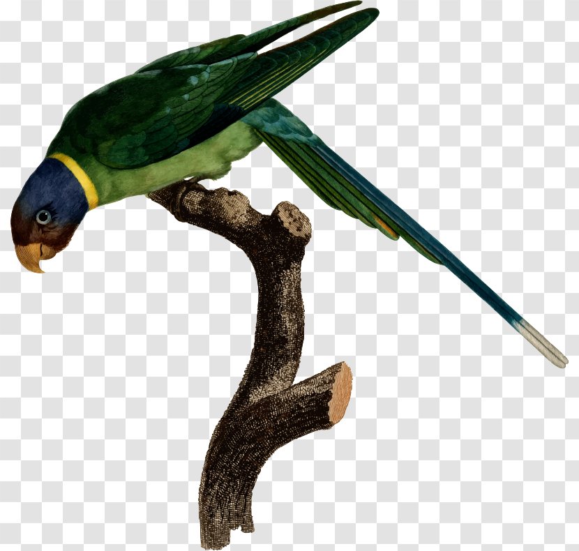 Bird Amazon Parrot Drawing Macaw - Landscape - Clipart Transparent PNG