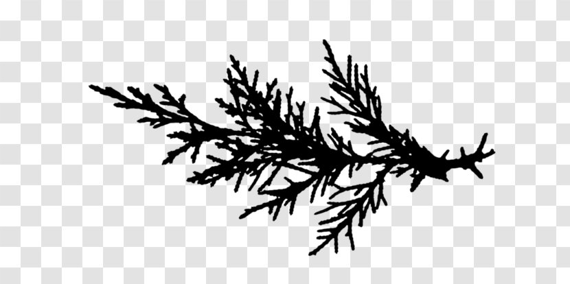 Family Tree Background - American Larch - Red Pine Cypress Transparent PNG