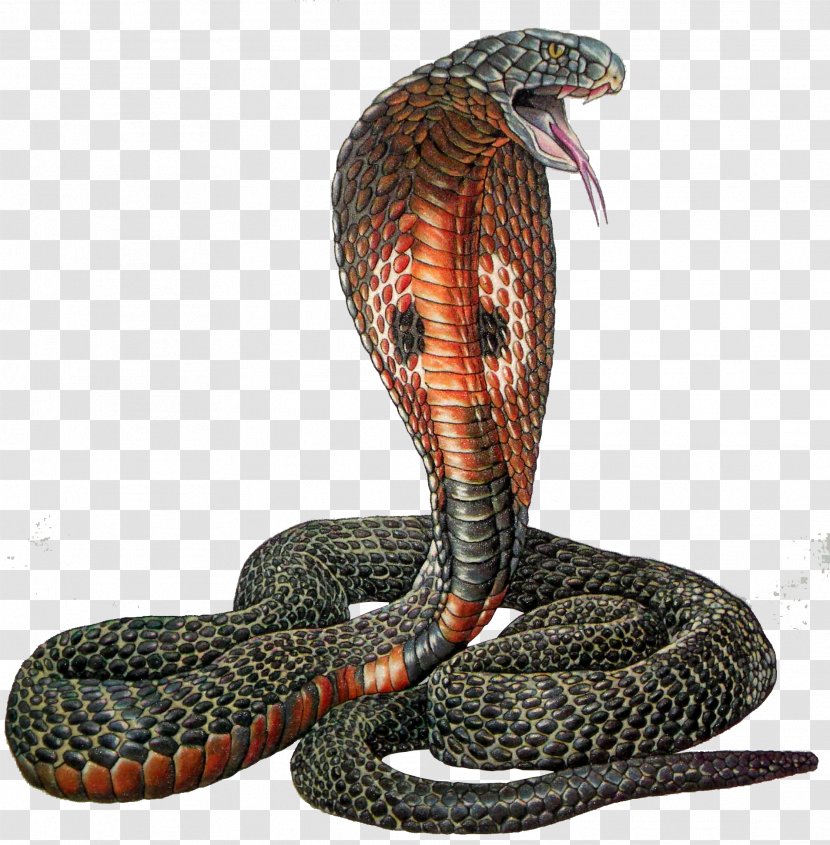 Rattlesnake Reptile Indian Cobra - Vipers - Fond Transparent PNG