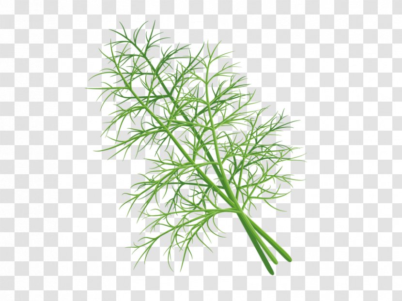 Download Image Dill Vector Graphics - Flower - Watercolor Transparent PNG