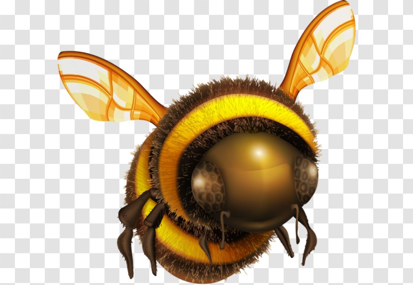 Bee Clip Art - Honeycomb Transparent PNG