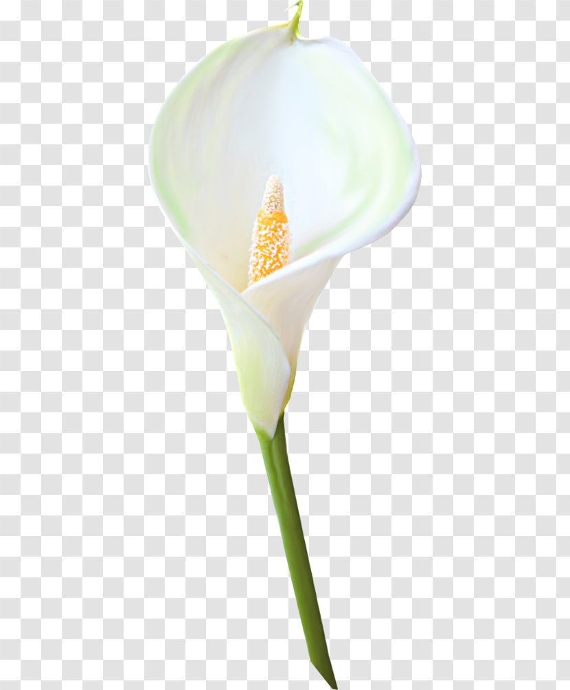 Petal Plant Stem - Arum Family - Calla Clipart Transparent PNG