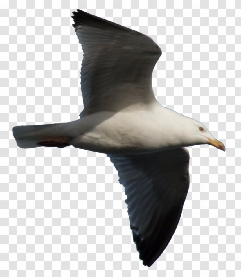 Gulls European Herring Gull Great Black-backed Shorebirds - Seagull Transparent PNG