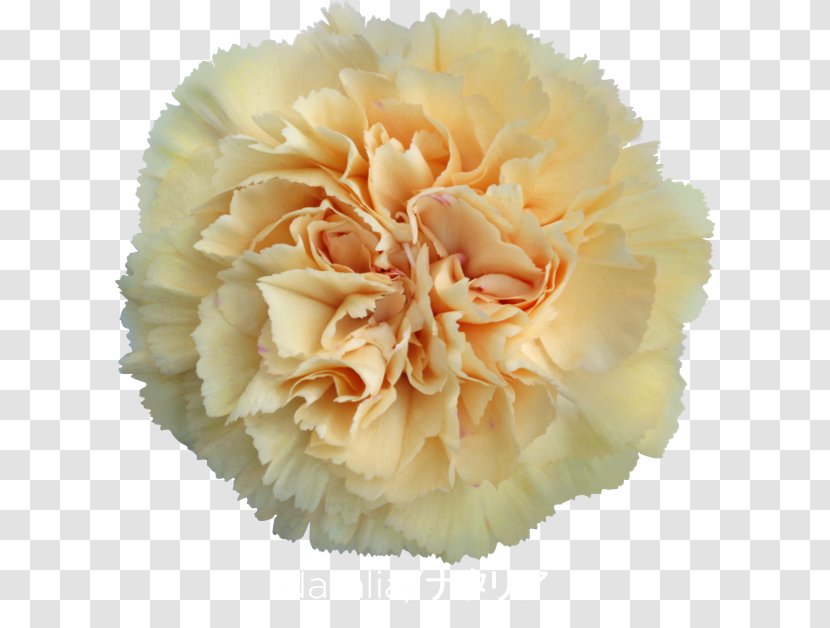 Carnation Cut Flowers Rose Floristry - Petal - CARNATION Transparent PNG