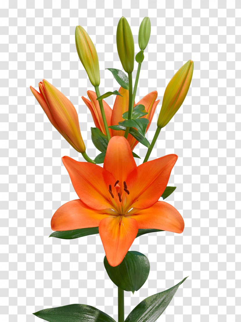 Orange Lily Lilium ‘Casa Blanca’ アソート .la Cut Flowers - Family - Royal Van Zanten Transparent PNG