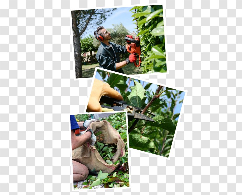 Gardener Hedge Agentur Mary Poppins - Soil - Dresden TreeMary PoPpins Transparent PNG