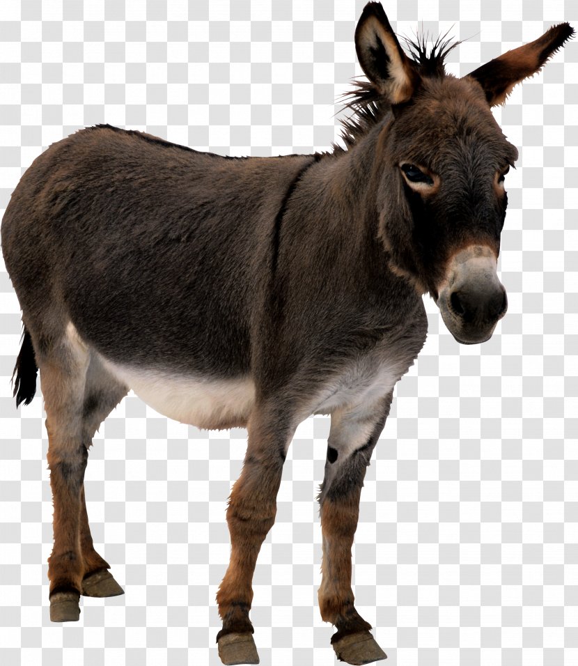 The Donkey Sanctuary Mule Horses - Mane Transparent PNG