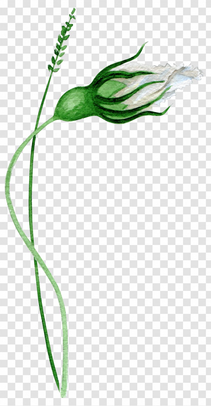 Google Images Download Flower - Plant Stem - Hand Painted Green Bones Transparent PNG