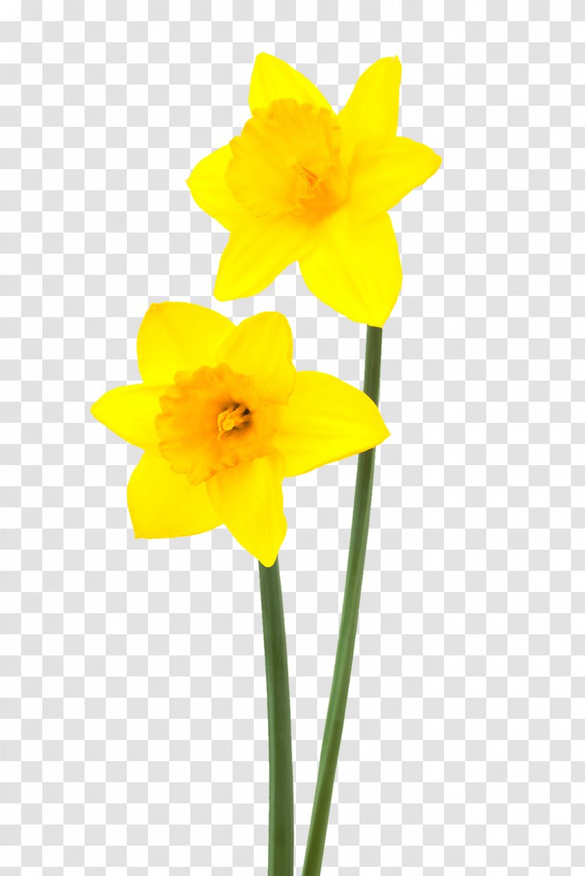 Daffodil Narcissus Flower Desktop Wallpaper - Yellow Transparent PNG