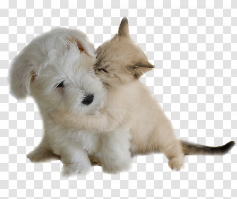 West Highland White Terrier Dog Breed Rare (dog) Puppy Education - Group Transparent PNG