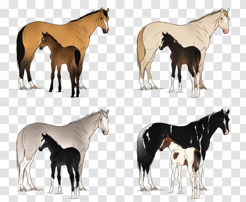 Mare Mustang Foal Stallion Colt - Horse Transparent PNG