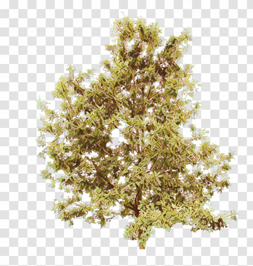 Tree Plant Flower Woody Grass - Flowering Shrub Transparent PNG