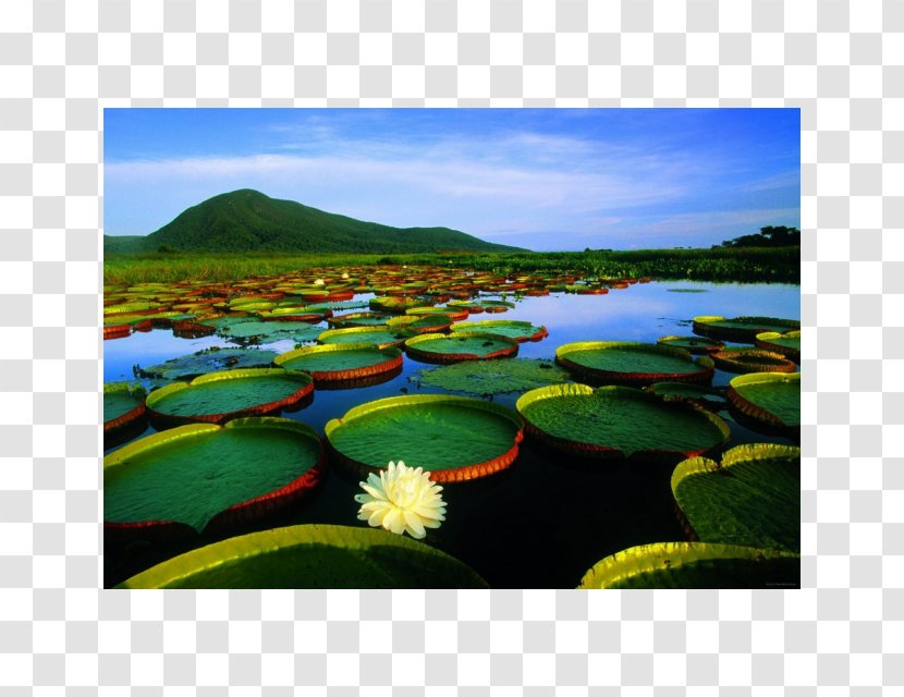 Pantanal Cuiabá Landscape Nature Desktop Wallpaper - South America - Sport Venue Transparent PNG