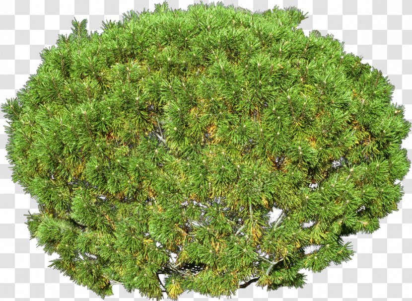 Trifolium Subterraneum Alfalfa Germination Seed Dormancy - Sprouting Transparent PNG
