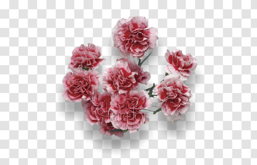 Turflor Cut Flowers Carnation Garden Roses - Flowering Plant - Burgundy Transparent PNG