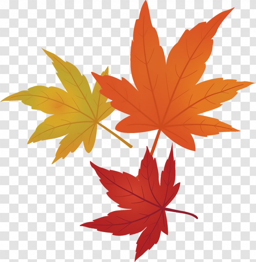 Maple Leaves Autumn Fall - Sweet Gum Transparent PNG
