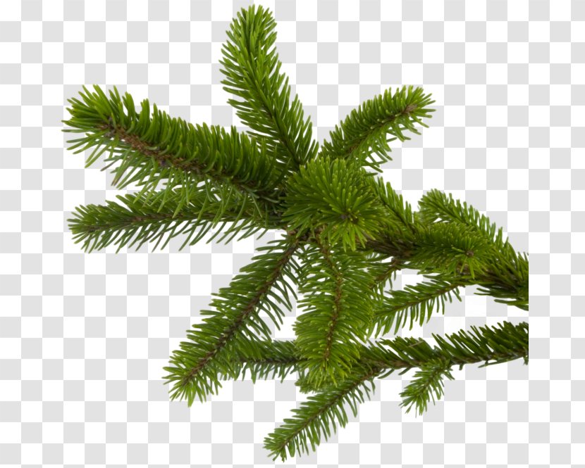 Fir Christmas New Year Spruce Transparent PNG
