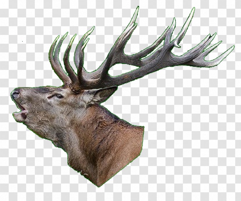 Elk White-tailed Deer Reindeer Antler - Animal Transparent PNG