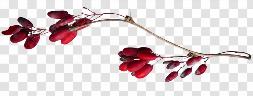Berry Fruit Auglis Clip Art - Flower - Red Plant Transparent PNG