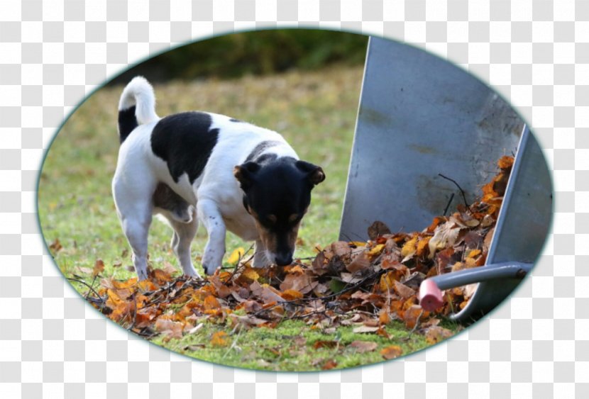Dog Breed - Appenzeller Sennenhund Transparent PNG