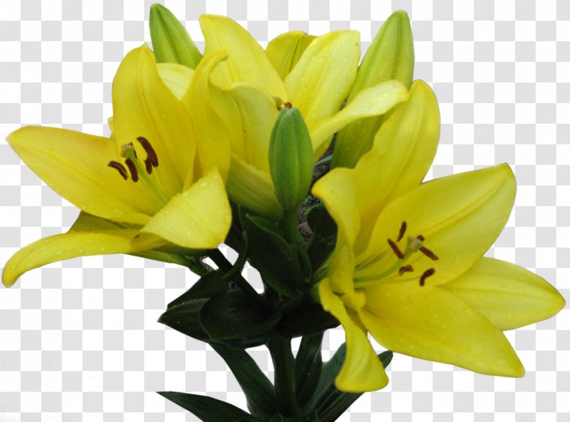 Lilium Yellow Flower Clip Art - Cut Flowers Transparent PNG