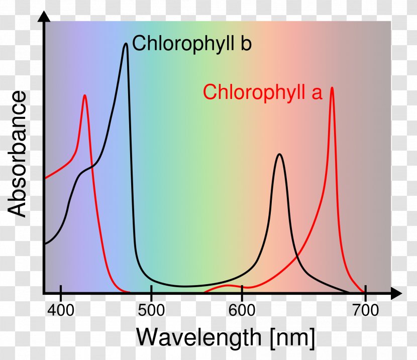 Phenol Red Eagle's Minimal Essential Medium Sulfoxide Ultraviolet–visible Spectroscopy - Tree - Chlorophyll Transparent PNG