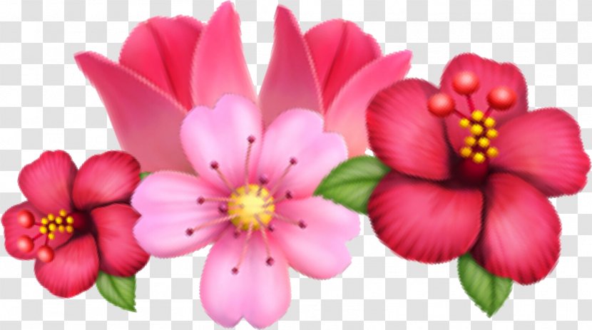 Cut Flowers Image Television Petal - Pink - Flower Transparent PNG
