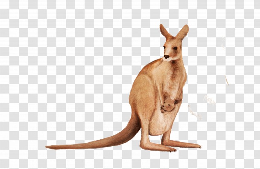 Kangaroo Wallaby Animal - Macropus - Cute Transparent PNG