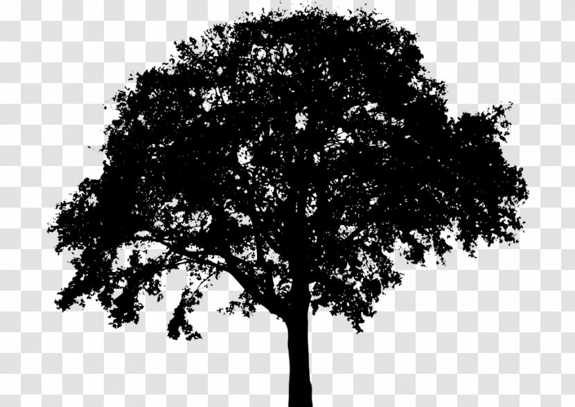 Silhouette Tree Royalty-free Clip Art - Plant Transparent PNG