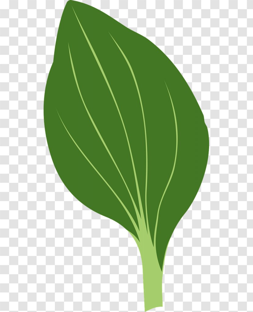 Clip Art Drawing Leaf Vector Graphics Image - Green - Clipart Transparent PNG