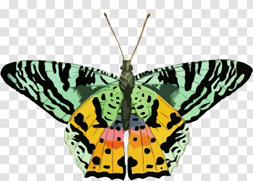 Butterfly Insect Glastonbury Public Schools Clip Art - Moths And Butterflies Transparent PNG