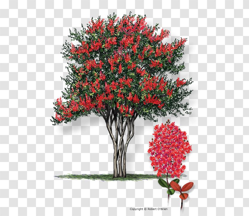 Crepe-myrtle Tree Plant Shrub - Flowering - Pistache Transparent PNG