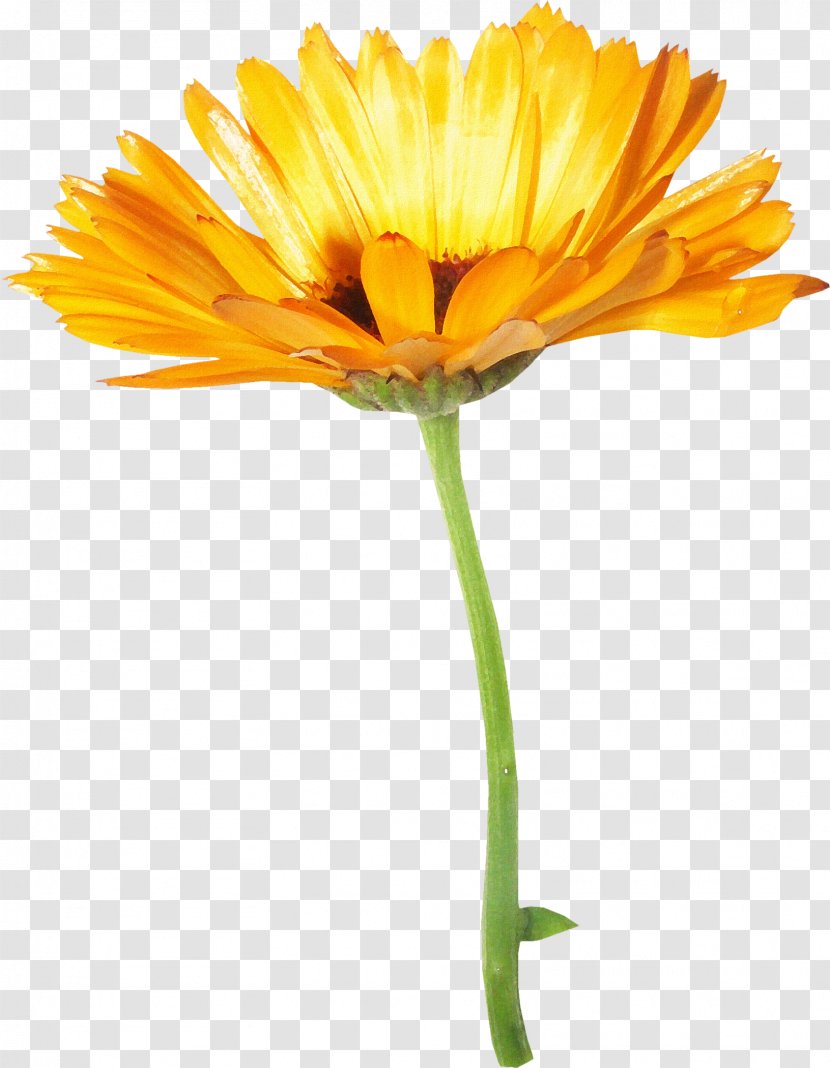 Common Sunflower Chrysanthemum Oxeye Daisy - Cut Flowers - Creative Transparent PNG