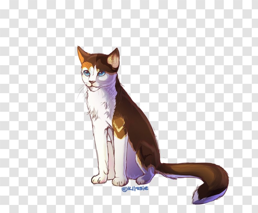 Whiskers American Wirehair Domestic Short-haired Cat Cartoon Illustration - Carnivoran - Tangled Sun Transparent PNG
