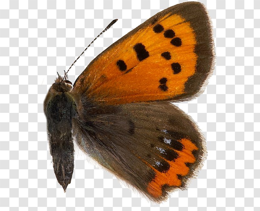 Clouded Yellows Gossamer-winged Butterflies Small Copper Brush-footed Butterfly - Attribution Transparent PNG