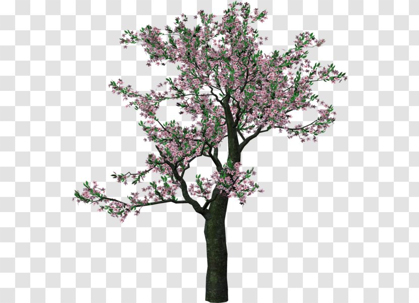 Tree Clip Art - Blossom - Spring Forward Transparent PNG