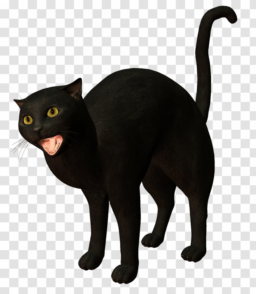 Bombay Cat Burmese Korat Black - Witch Transparent PNG