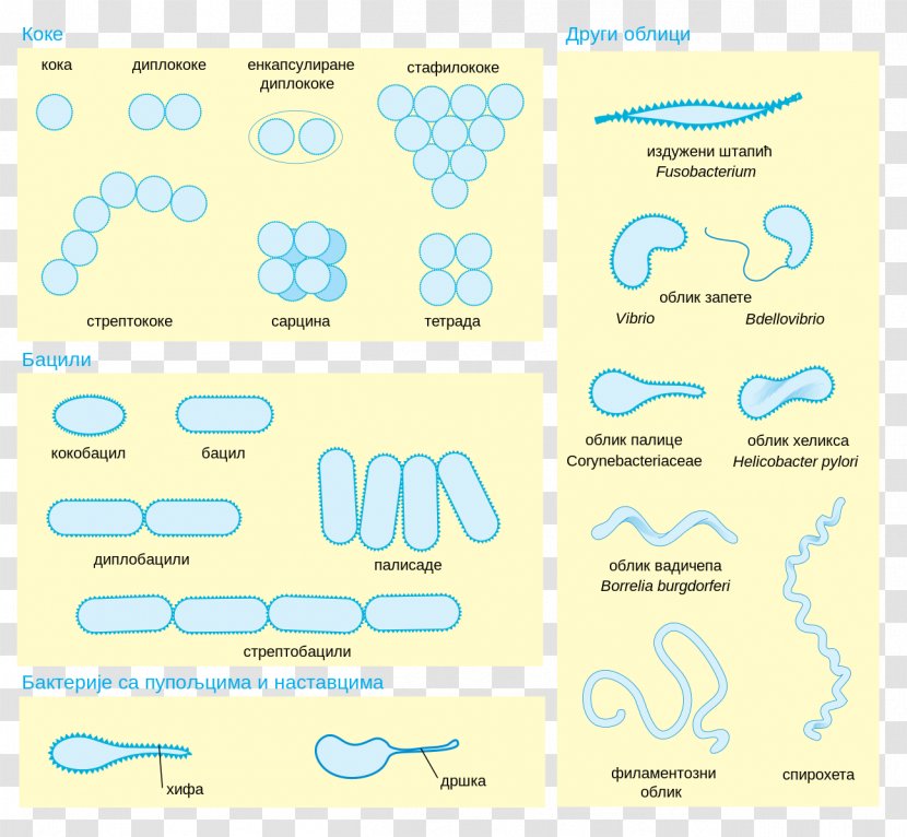 Bacterial Cellular Morphologies Morphology Cell Structure Microorganism - Text - Microscope Transparent PNG