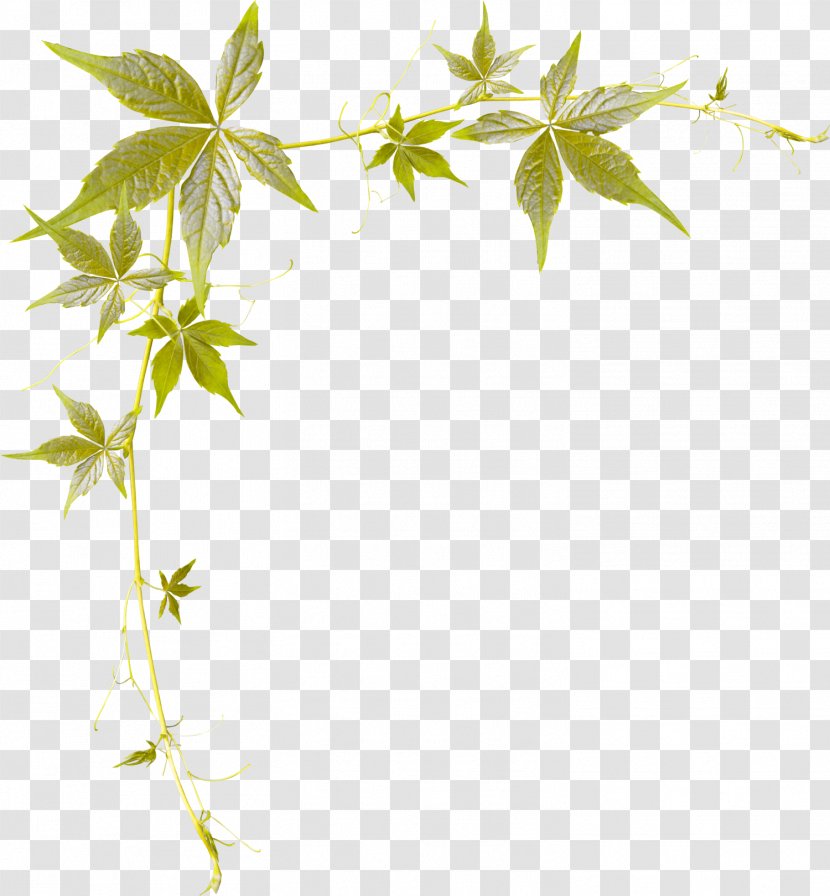 Clip Art - Plant - OT Transparent PNG