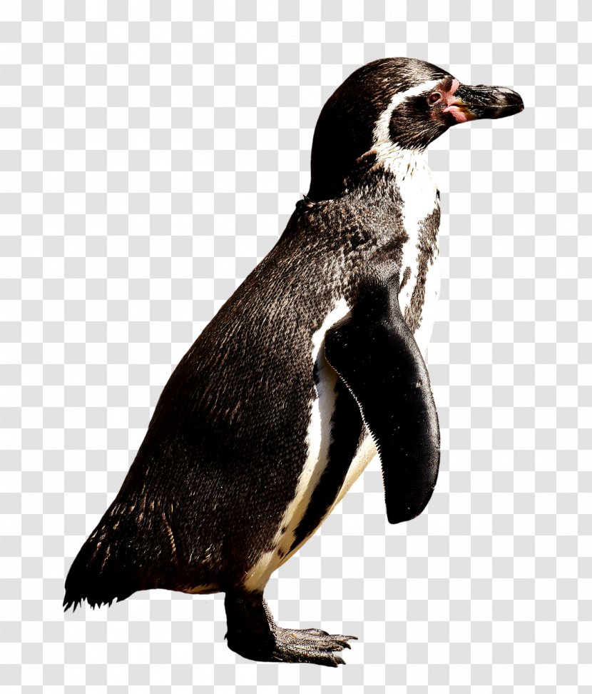 Gentoo Penguin King Clip Art - Fauna Transparent PNG