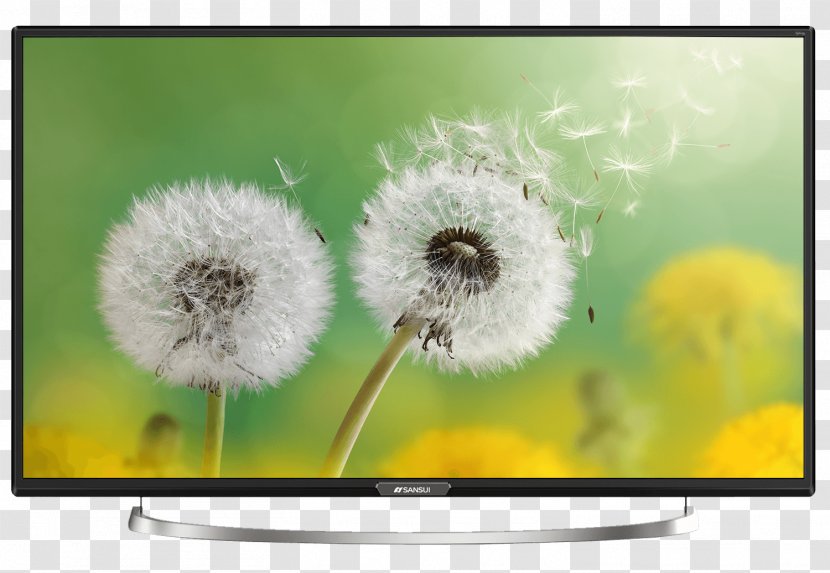Flower High-definition Television Inch Transparent PNG