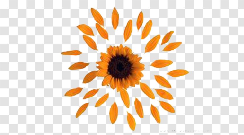 Common Sunflower Petal - Floral Design - Yellow Petals Transparent PNG