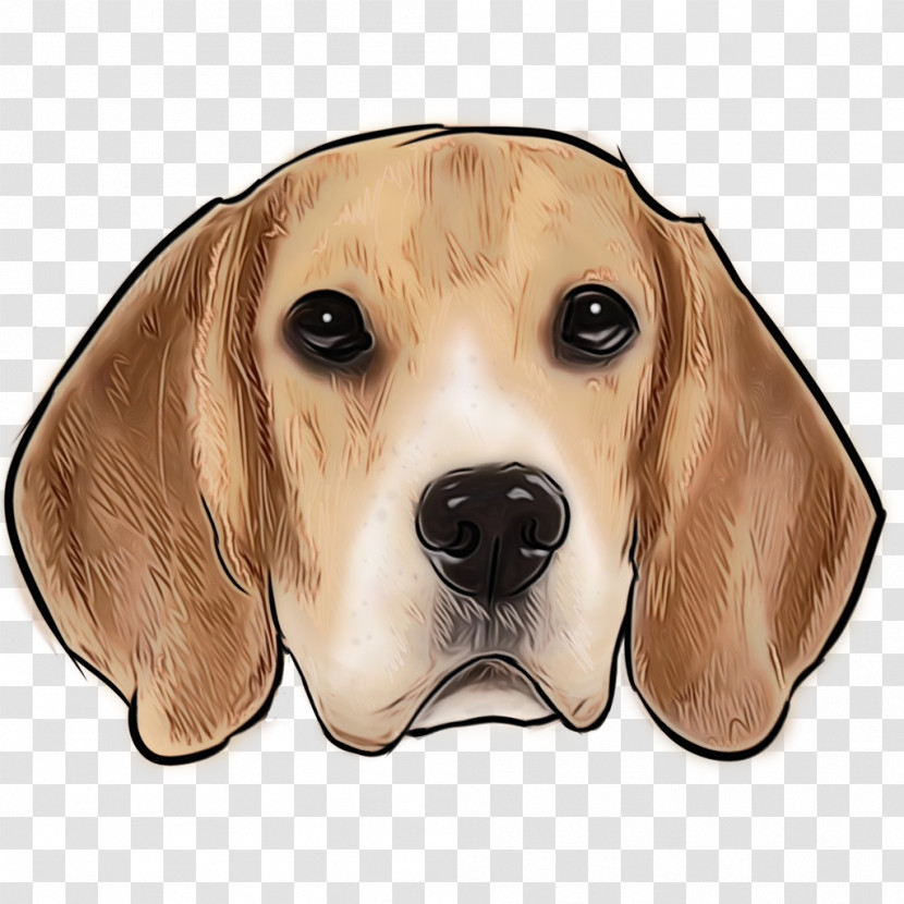 Dog Beagle Snout Harrier American Foxhound Transparent PNG