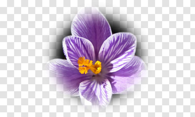 Crocus Saffron - Spring Transparent PNG