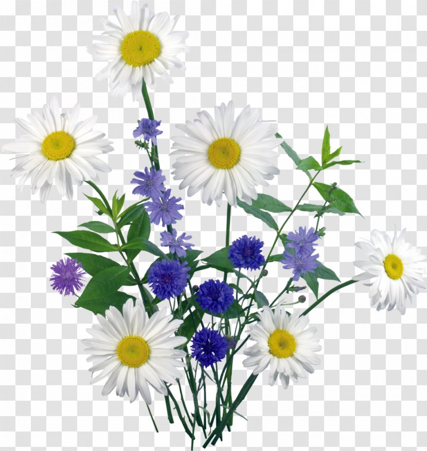 Clip Art - Wildflower - Daisies Transparent PNG